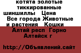 котята золотые тиккированные шиншиллы › Цена ­ 8 000 - Все города Животные и растения » Кошки   . Алтай респ.,Горно-Алтайск г.